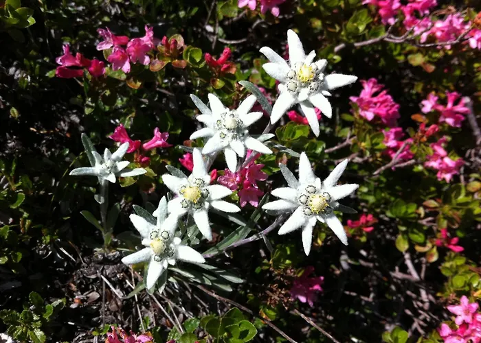 Landgasthof Staila Estalagem 3*